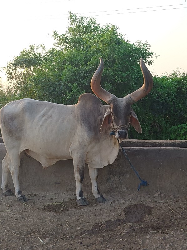 બળદ વેચવા ના છે...