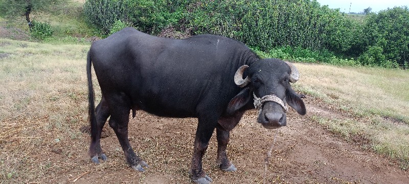 આ બે ભેંસ વેચવા...