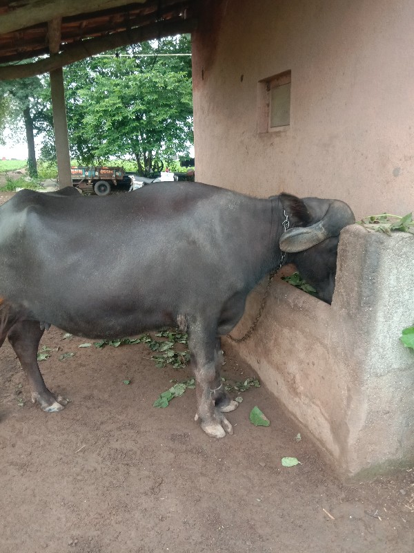 ભેંસ વેચવાની છે...