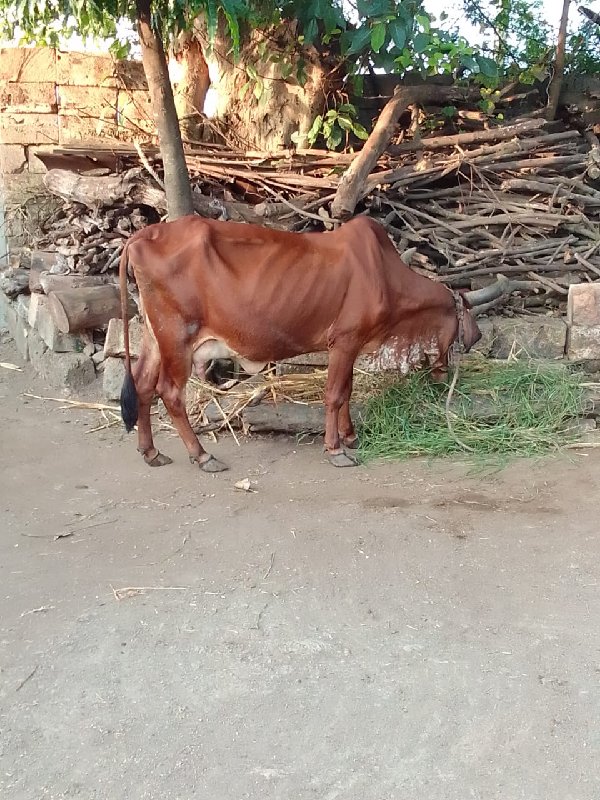 ૯ દીવાસ વાર સે