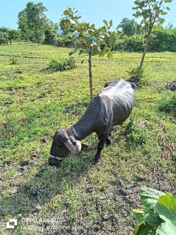 ભેંસ વેચવાની છે