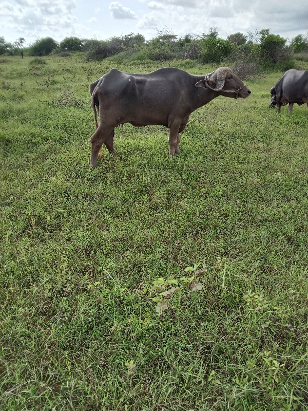 ખડેલિ.વેશવાની