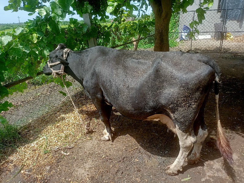 ગાય બેસવાની છે