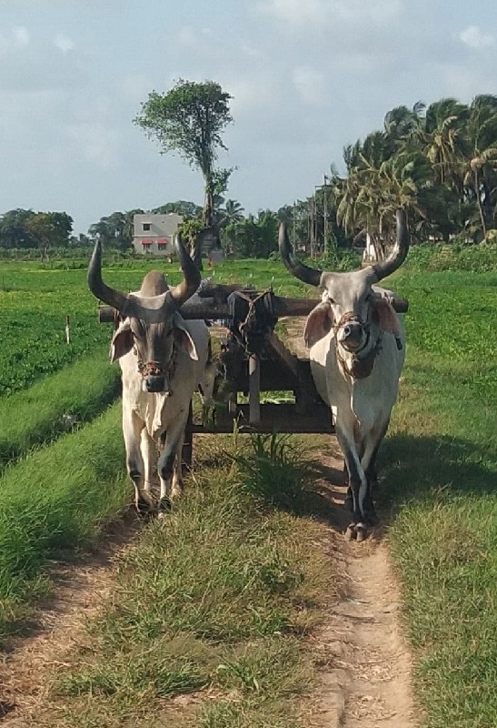 બળદ