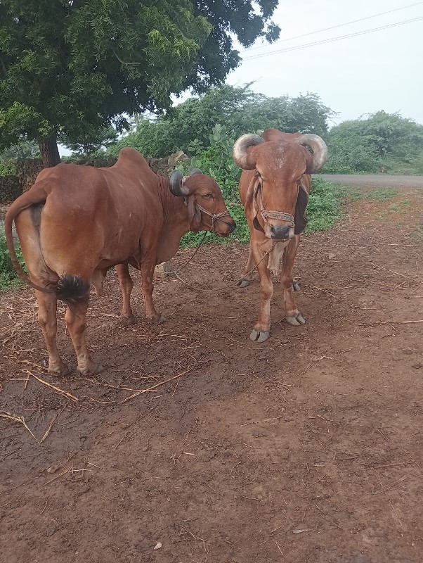 બળદ વેચવાના છે