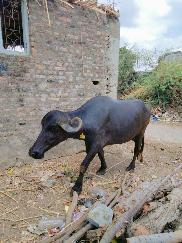 દેશી ભેસ વેચવાન...