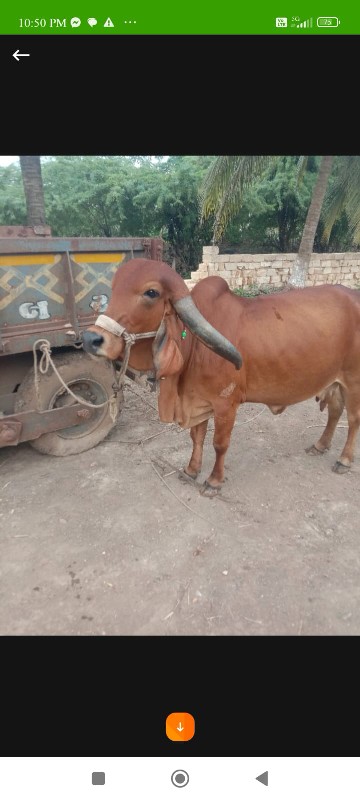 ગાય વેચવાની છે