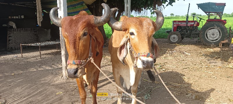 બળદ વેચવાના છે