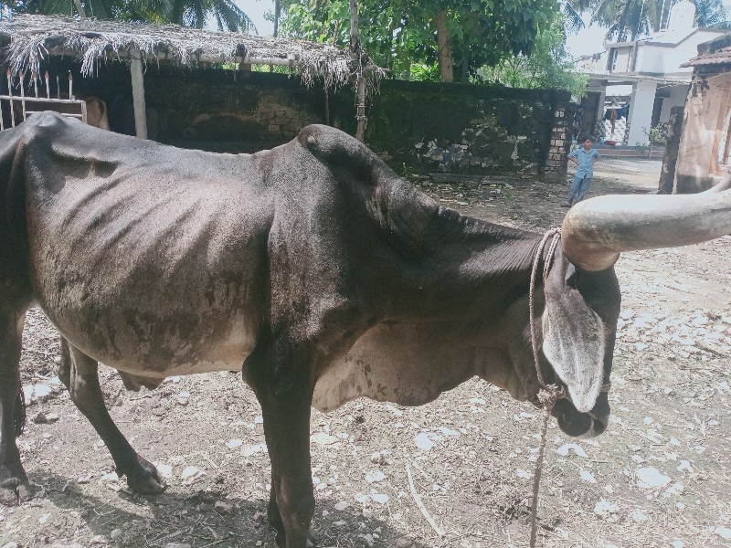 બળદ વેચવા છે