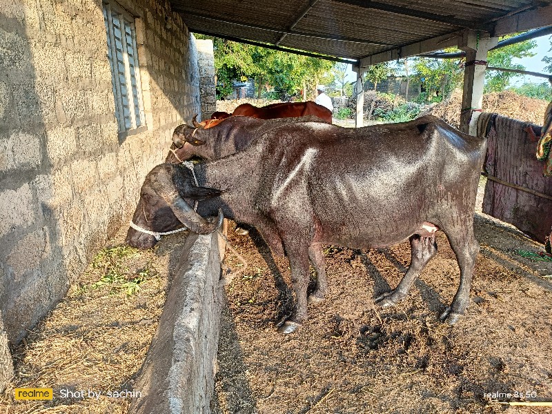 ભેંસ વેચવાની ની...