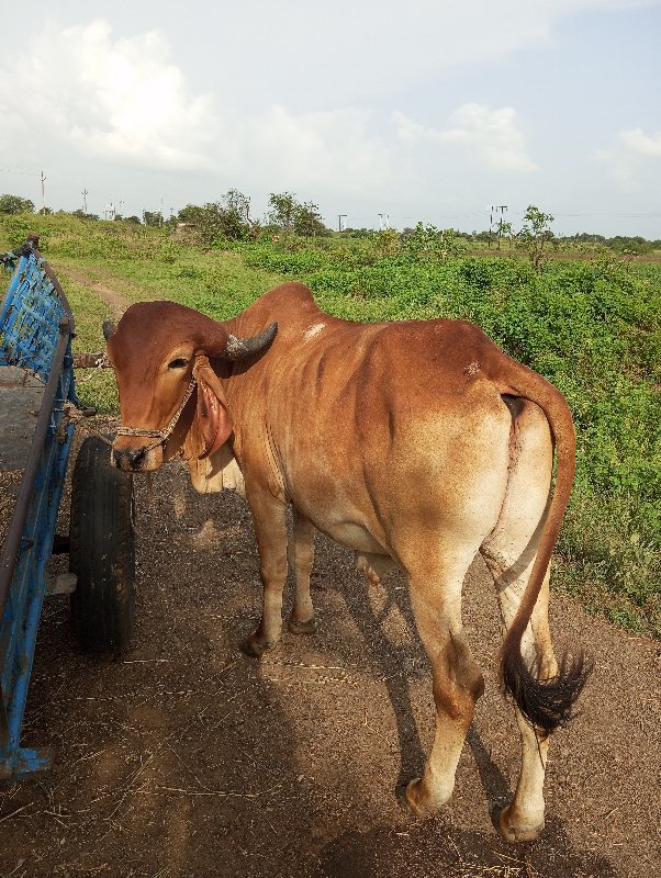 ગોઢલો વેચવાનો છ...