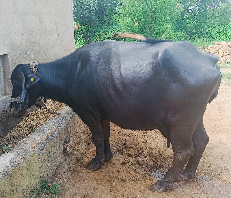 ભેંસ વેચવાની છે