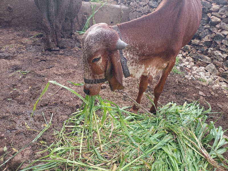 આ ગીર વાછડી વેચ...