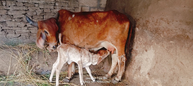 પેલું વેતર ઓડકી...