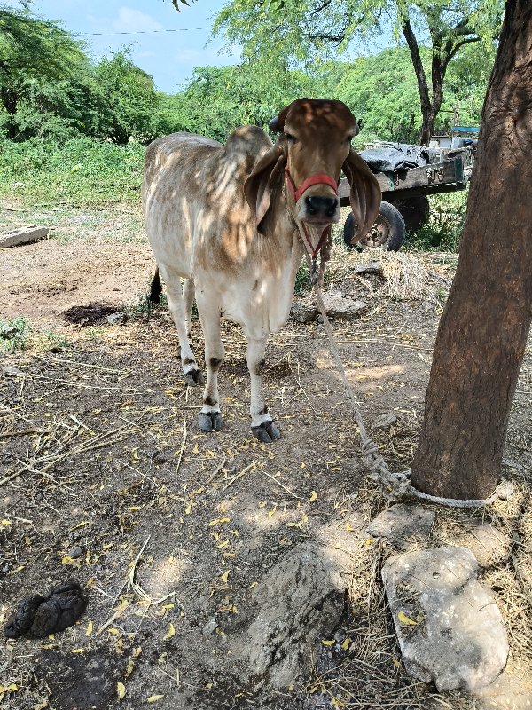 ગાય વેચવાની છે