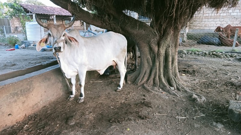 કાંકરેજ હોડકી વ...