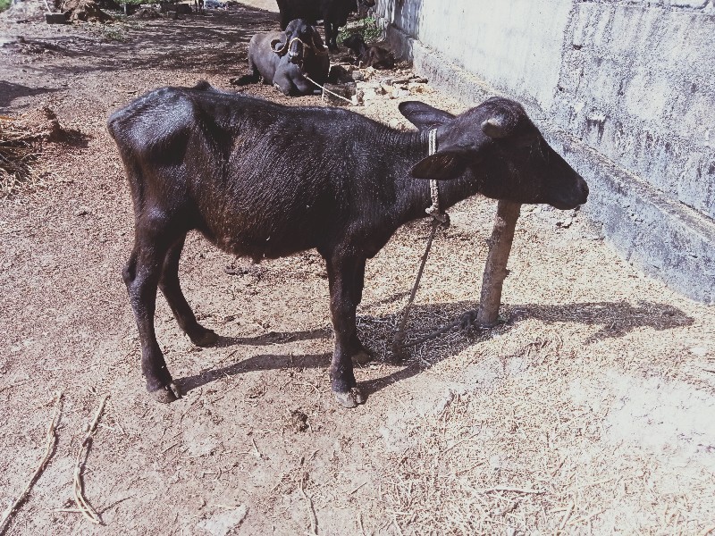 બે પાડીયુ વેચવા...