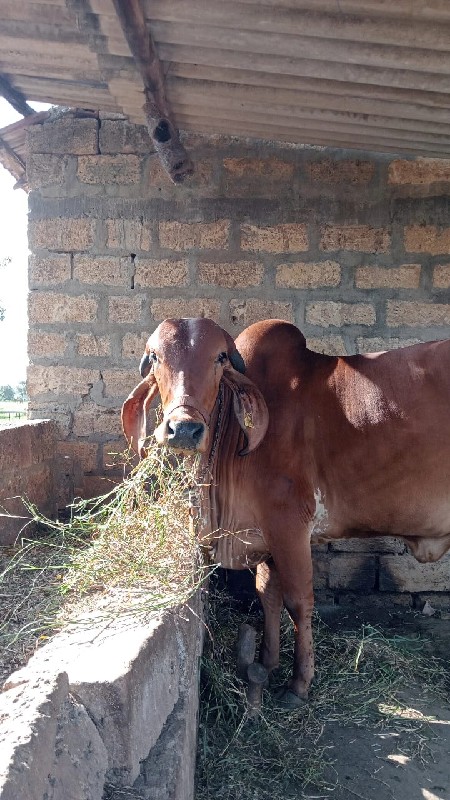 હોળકી વેસવાની છ...