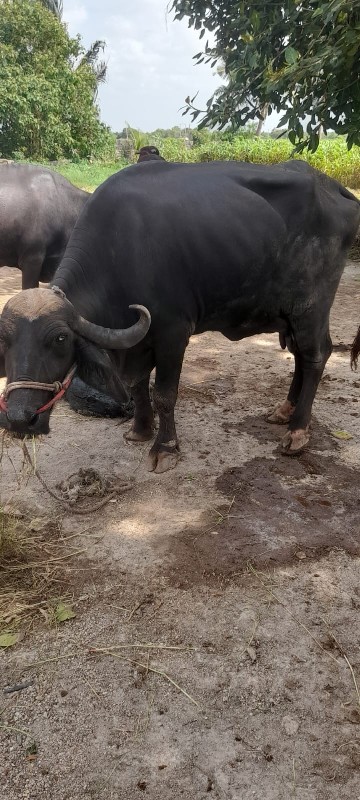 ભેસવેચવાની3જુવે...