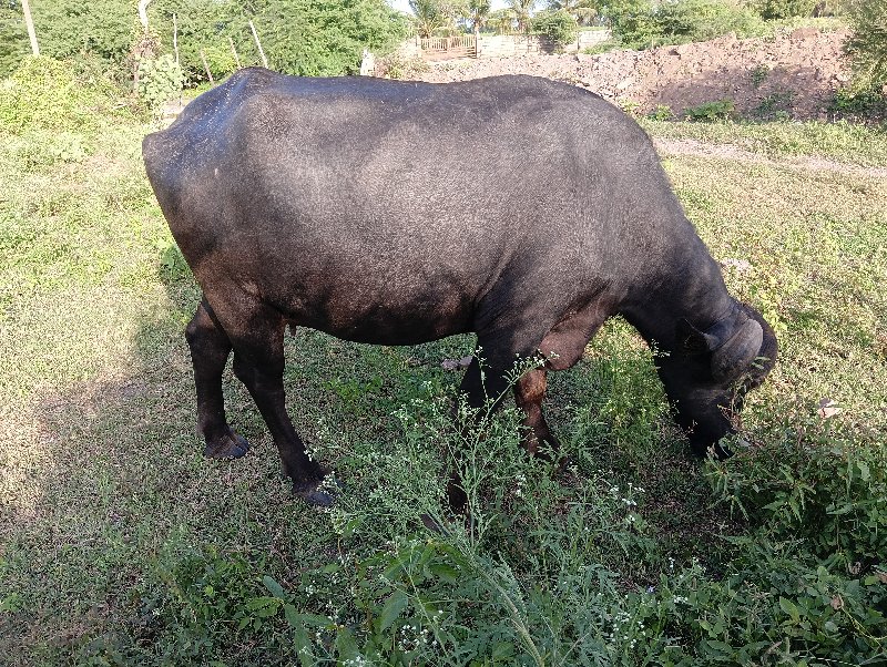 પેલુ વેતર છે