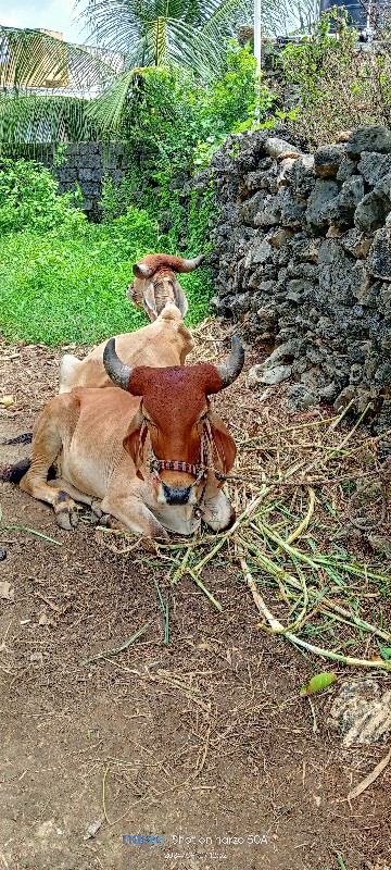 ગોઢલા વેચવાના છ...