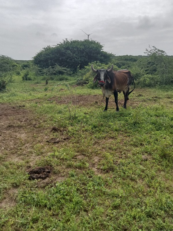 બળદ ના સાટા કરવ...