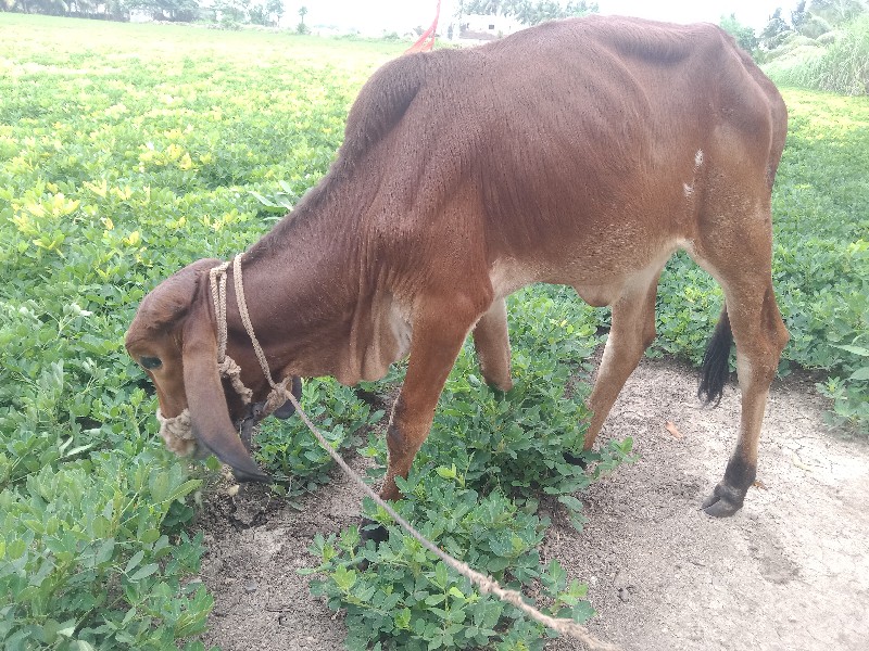 વાછડી વેચવાની છ...