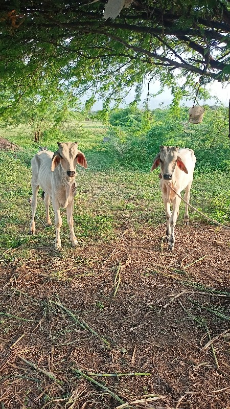 વાછડાં વેચવાના...