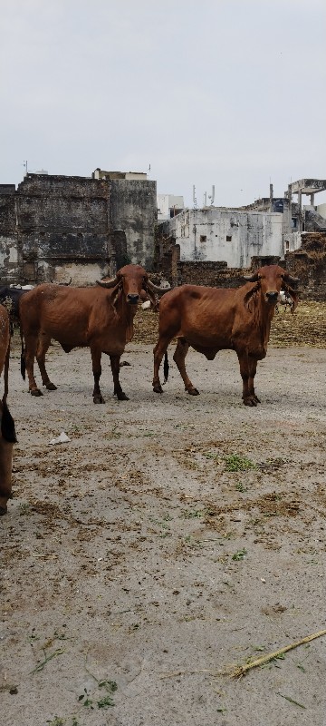 ગાય વેચવાની છે