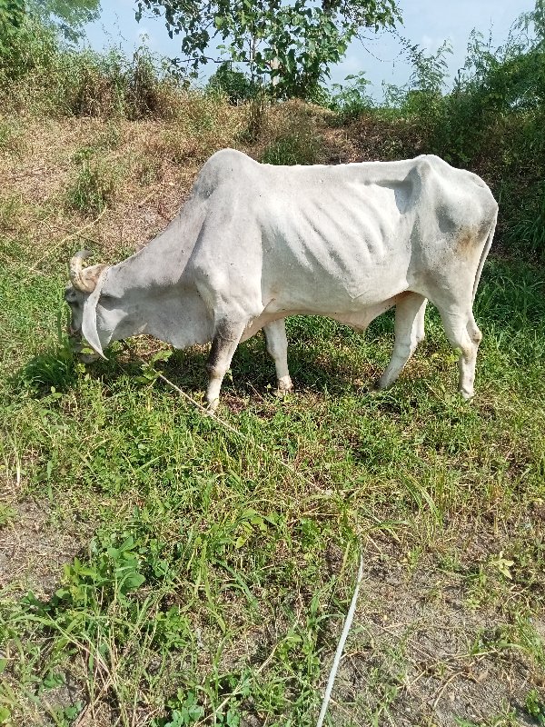 દેશી બળદ  દેવાન...