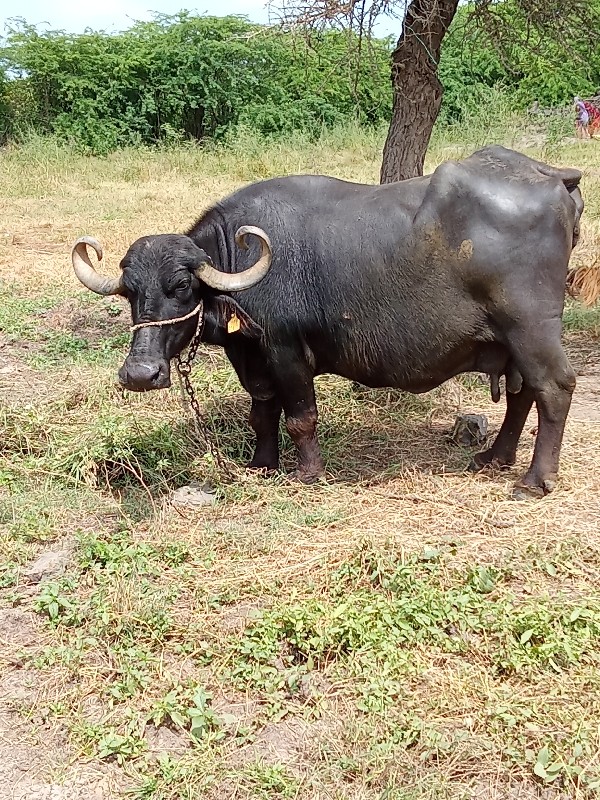 ભેંશ વેચવા ની છ...