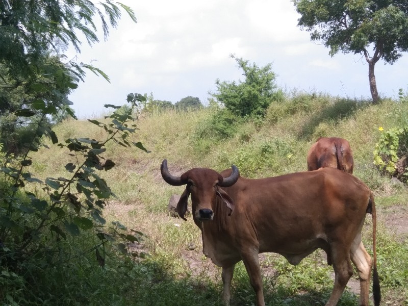 ગાય વેચવાની છે