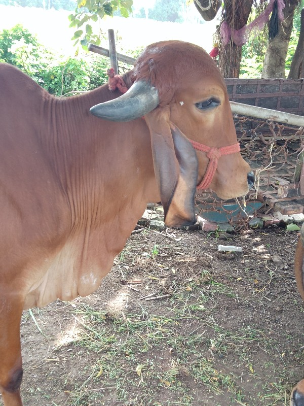 ઓરીજ નલ ગીર ઓડક...