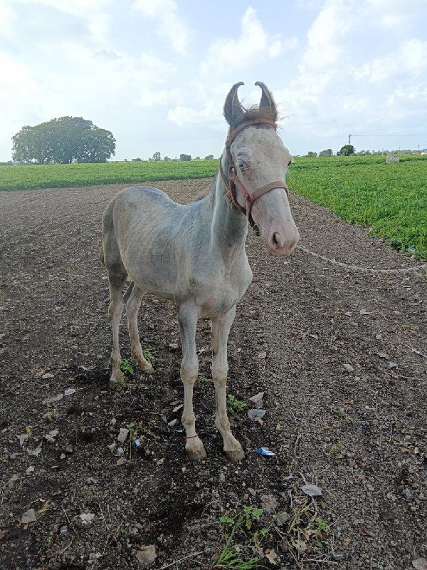 વાસેરી