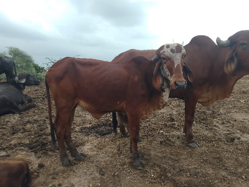 હોળકી વેચવાની છ...