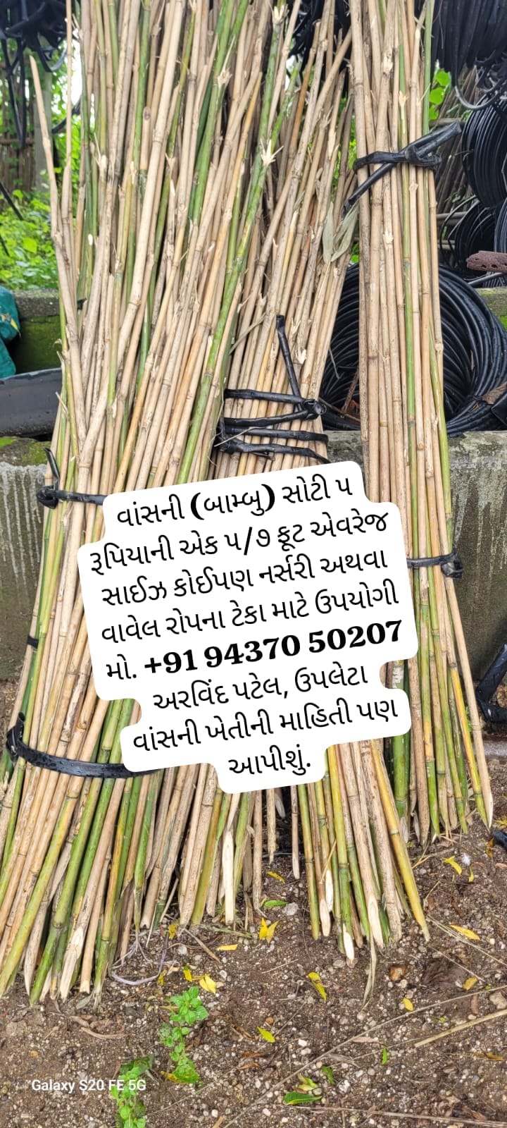 વાંસની(બામ્બુ)...