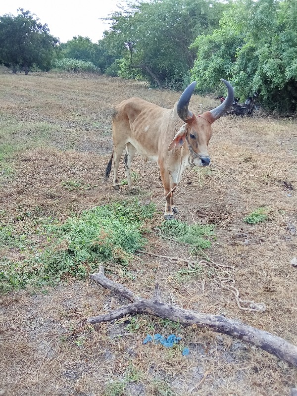 બળદ વેચવાનો છે