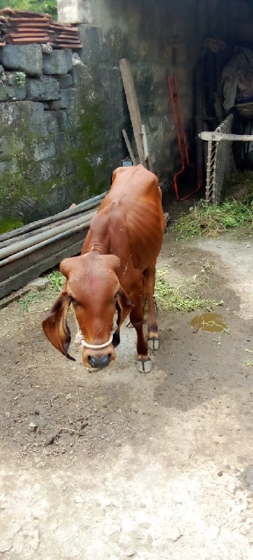 ડોઠ વરસની સે  વ...