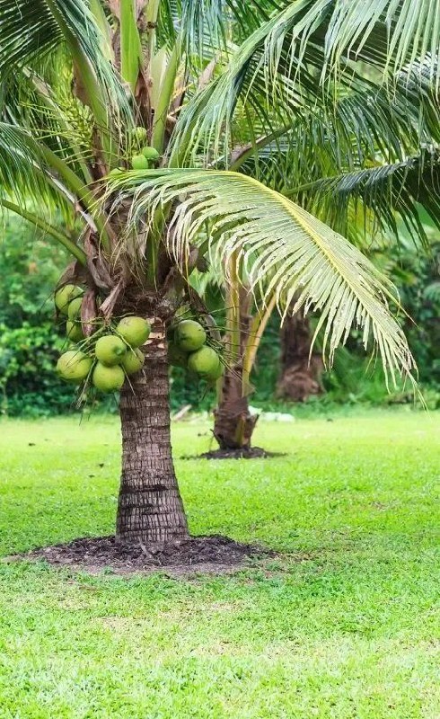 તોરોપા લેવાને ન...