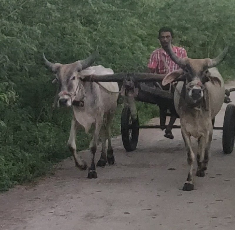 ગોદલા વેચવાના છ...