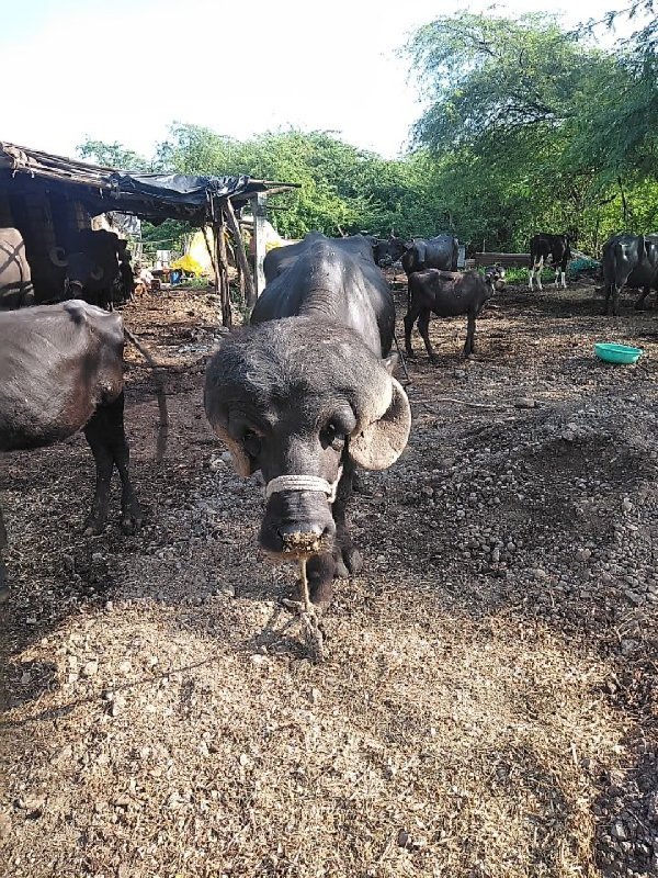 પાડો વેચવાનો છે