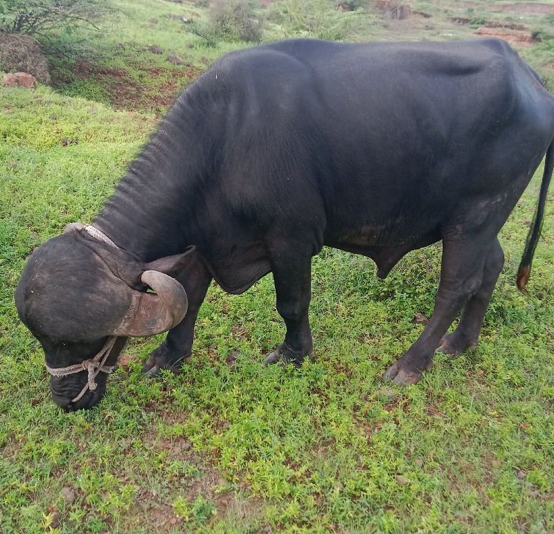 પાડો વેચવાનો છે