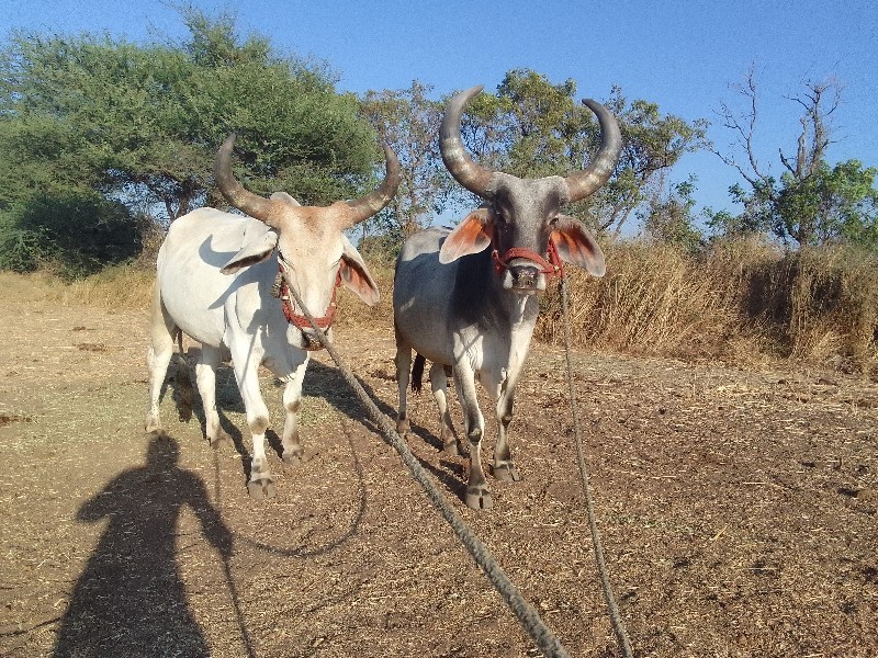 બળદ વેચવાના છે