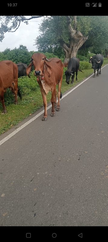 વાસડી