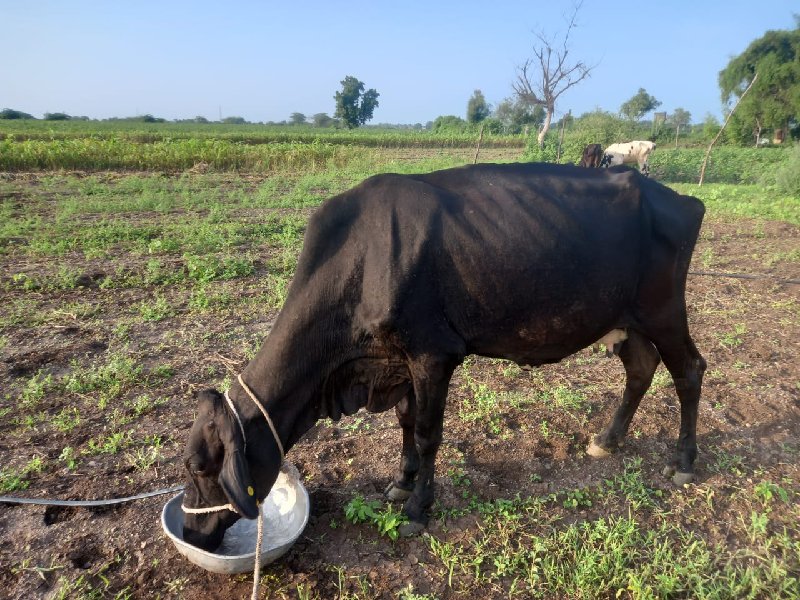 ગાય