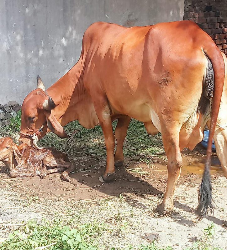 ગીરહોડકીવેચવાની