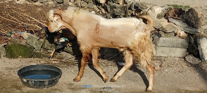 એક બકરો દોઢ વરસ...