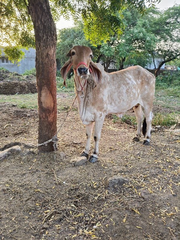 ગાય વેચવાની છે