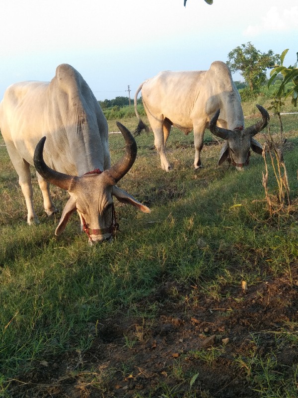 ગોઠલાવેચવાના છે...