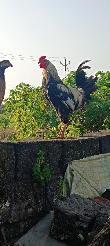 કુકડા વેચવાના છ...